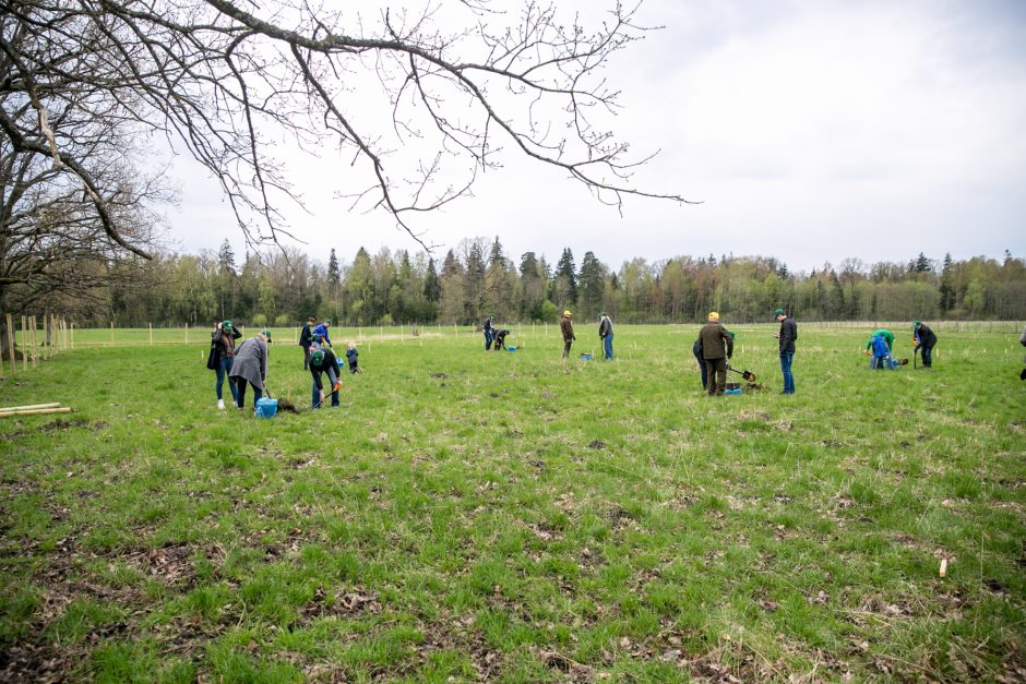 Neeilinė šventė – Rumšiškėse pasodinti šimtamečių ąžuolų klonai