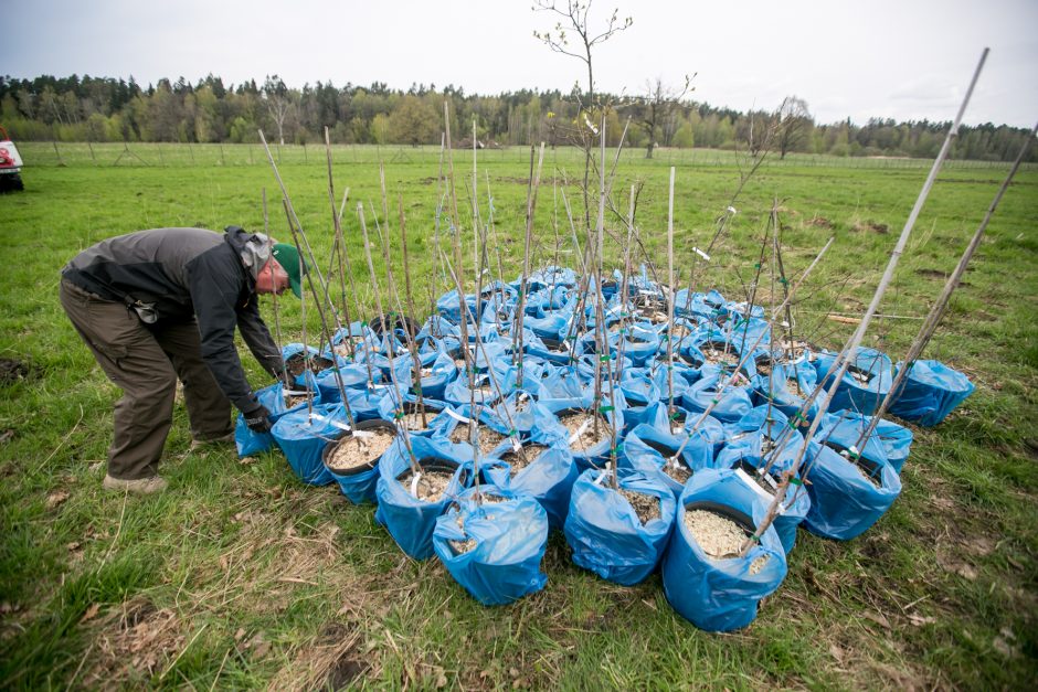 Neeilinė šventė – Rumšiškėse pasodinti šimtamečių ąžuolų klonai