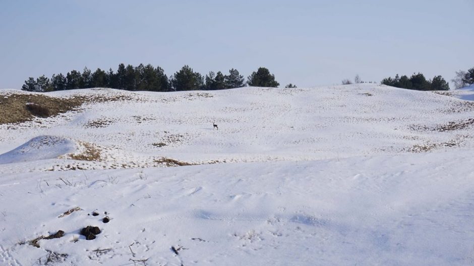 Sniege – žvėrių palikti pėdsakai