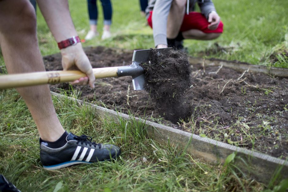 Naujo sostinės kvartalo gyventojai kieme užsiaugina ir braškių, ir cukinijų