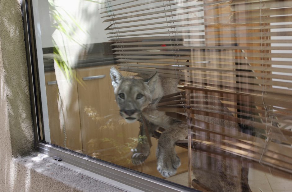 Namus nuniokojo atklydusi puma