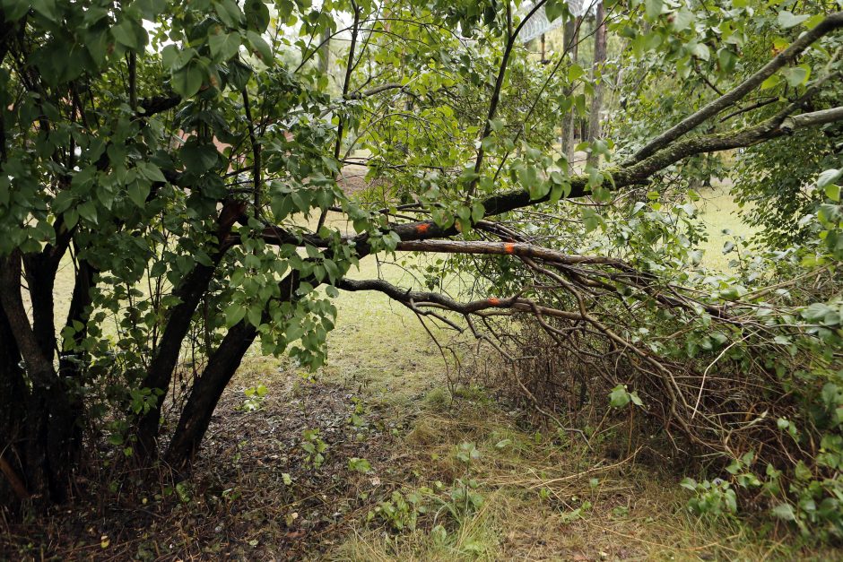 Pratęstas apklausos dėl Girulių miško terminas: suteikė paskutinę galimybę pareikšti nuomonę