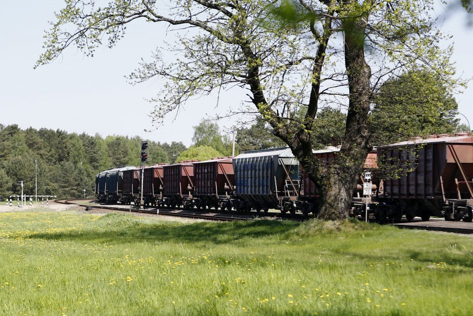 Pratęstas apklausos dėl Girulių miško ateities terminas: kviečia pareikšti nuomonę