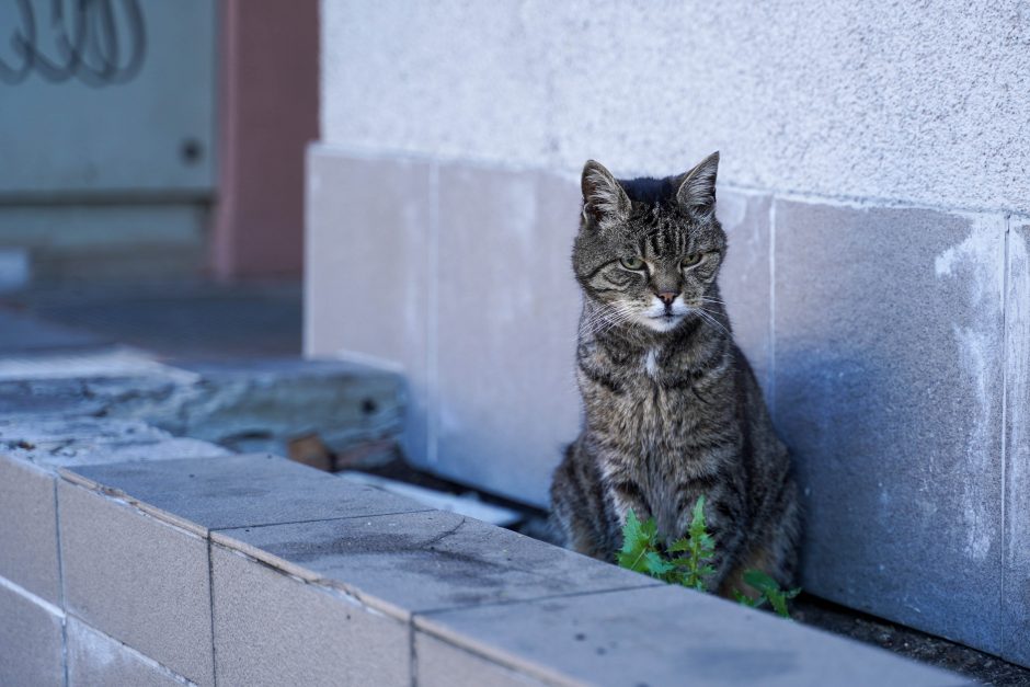 Ugniagesiai gelbėjo jautį ir katiną