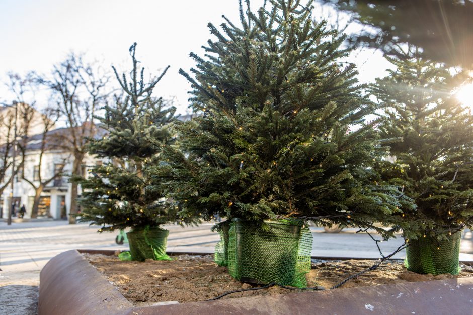 Kauno savivaldybės prieigose kuriamas kalėdinių eglučių parkas