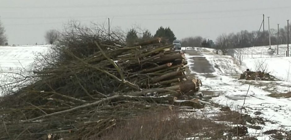 Skandalas dėl iškirstų saugotinų medžių: ryškėja keistų detalių