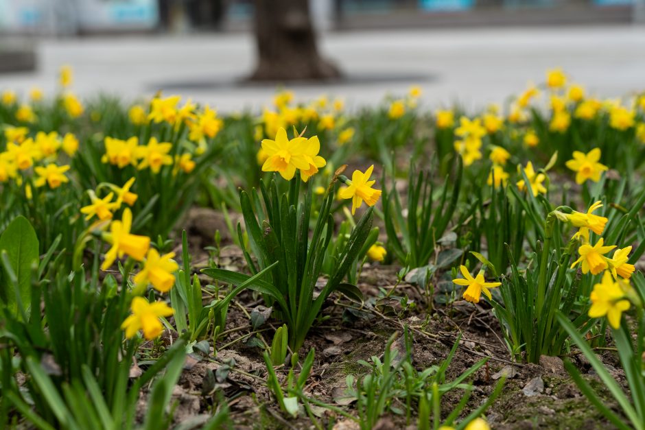 Laisvės alėjoje – daugiau spalvų: į dangų stiebiasi narcizai