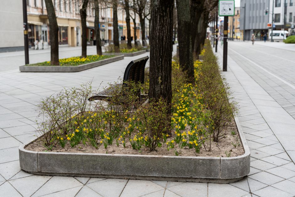 Laisvės alėjoje – daugiau spalvų: į dangų stiebiasi narcizai