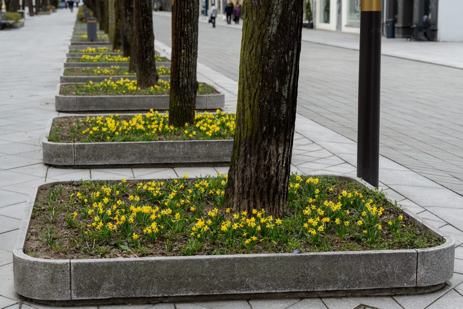 Laisvės alėjoje – daugiau spalvų: į dangų stiebiasi narcizai