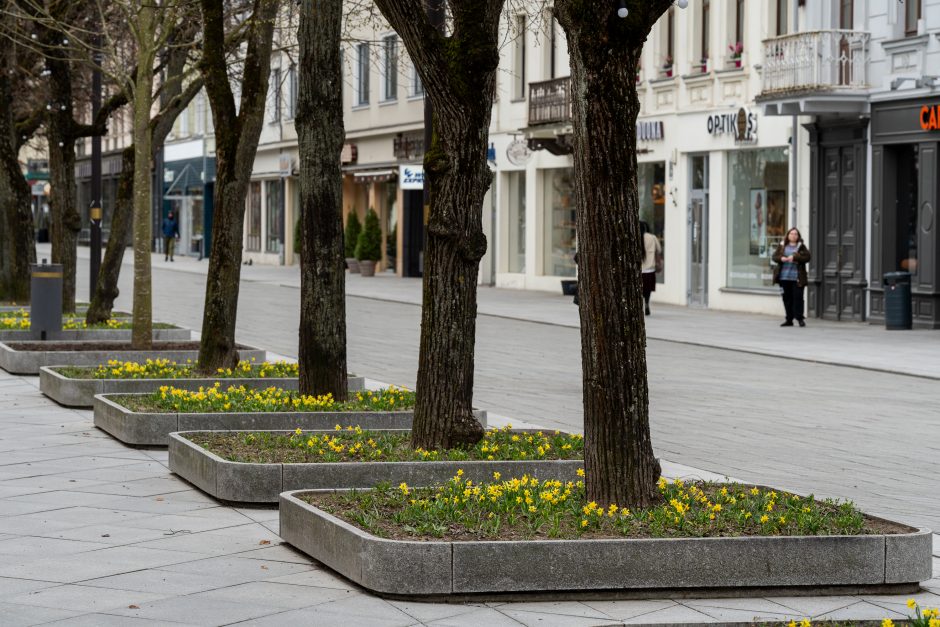 Laisvės alėjoje – daugiau spalvų: į dangų stiebiasi narcizai