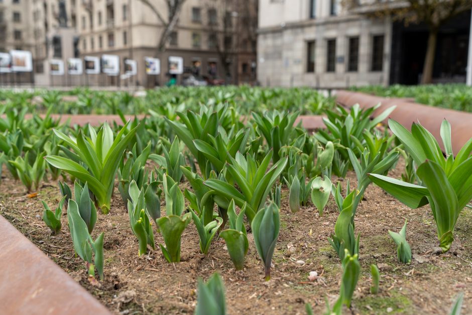 Laisvės alėjoje – daugiau spalvų: į dangų stiebiasi narcizai