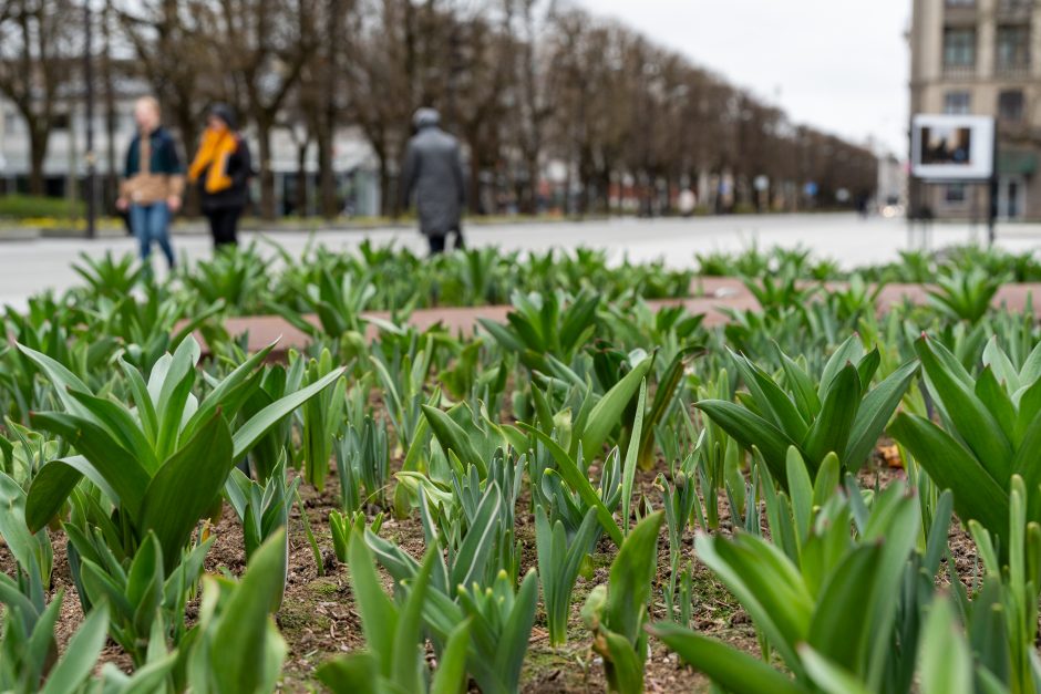 Laisvės alėjoje – daugiau spalvų: į dangų stiebiasi narcizai