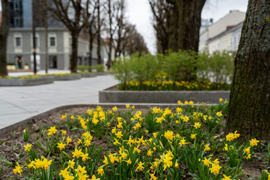 Laisvės alėjoje – daugiau spalvų: į dangų stiebiasi narcizai