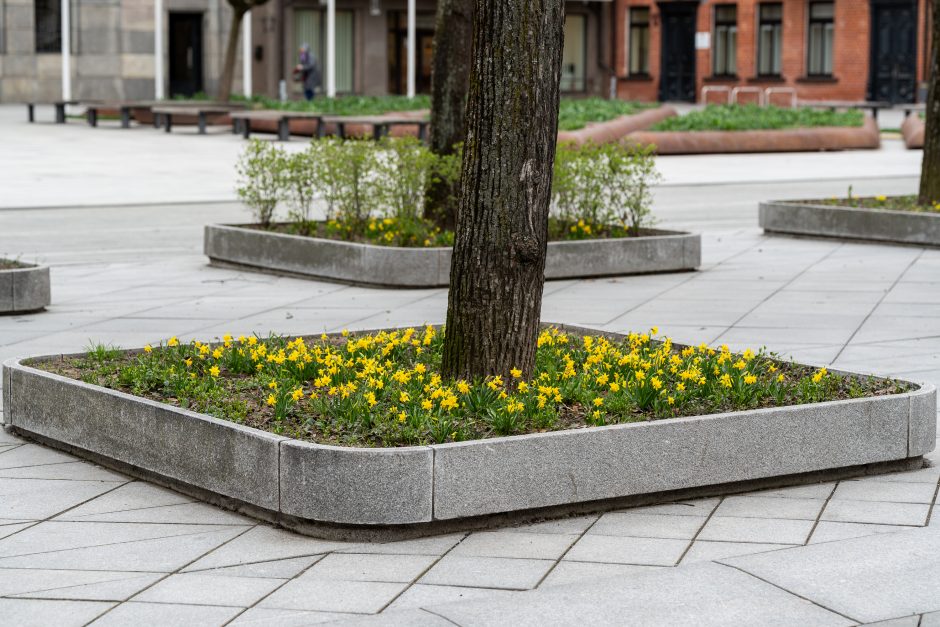 Laisvės alėjoje – daugiau spalvų: į dangų stiebiasi narcizai