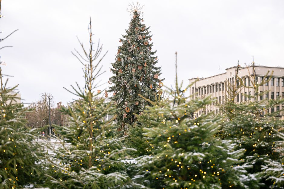 Kauno eglutė skaičiuoja paskutines dienas