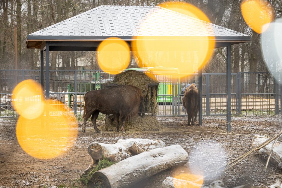 Lietuvos zoologijos sodas pasipuošė Kalėdoms: dovanų sulaukė ir gyvūnai