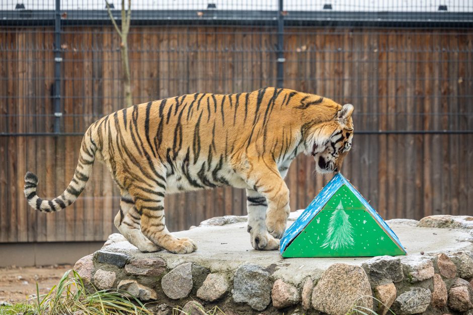 Lietuvos zoologijos sodas pasipuošė Kalėdoms: dovanų sulaukė ir gyvūnai