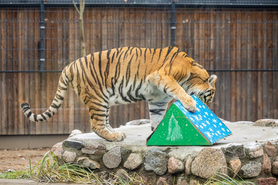 Lietuvos zoologijos sodas pasipuošė Kalėdoms: dovanų sulaukė ir gyvūnai