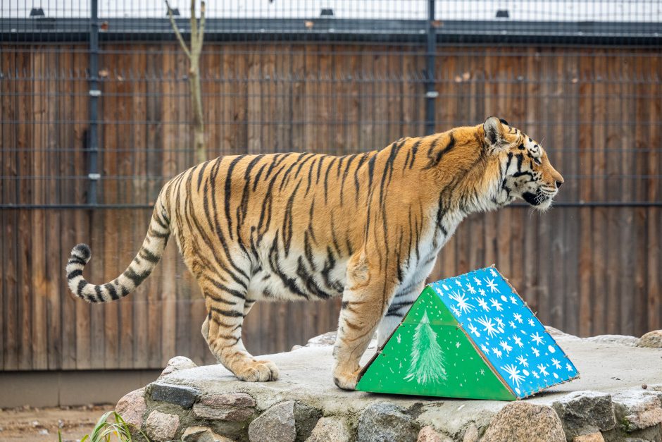 Lietuvos zoologijos sodas pasipuošė Kalėdoms: dovanų sulaukė ir gyvūnai