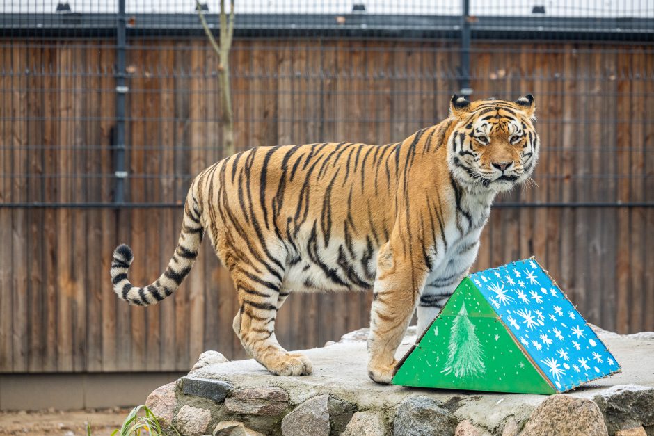 Lietuvos zoologijos sodas pasipuošė Kalėdoms: dovanų sulaukė ir gyvūnai