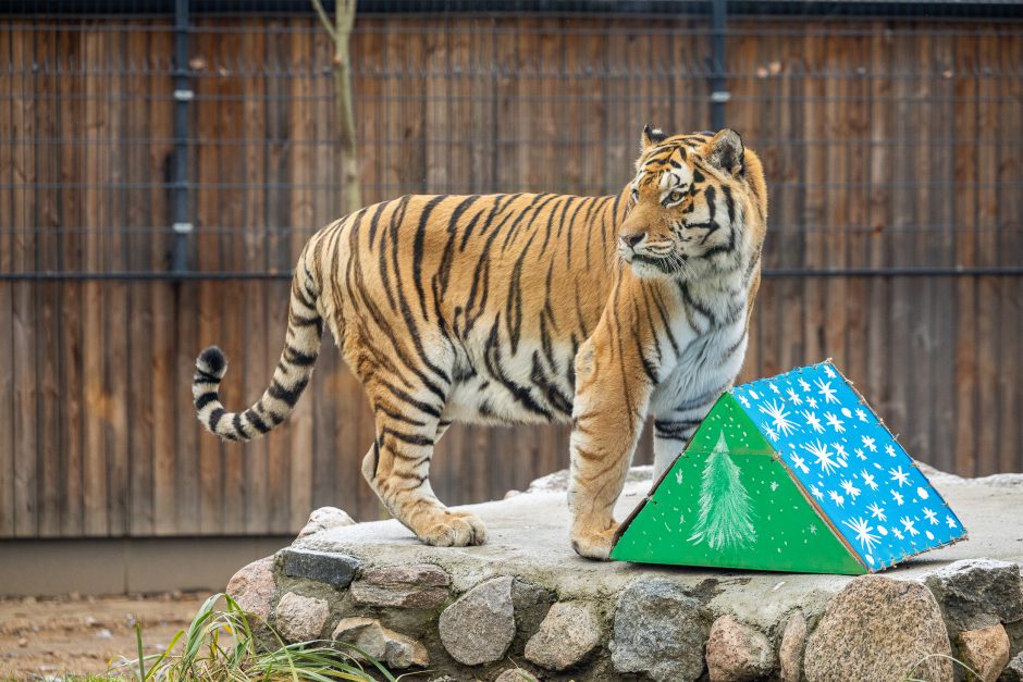 Lietuvos zoologijos sodas pasipuošė Kalėdoms: dovanų sulaukė ir gyvūnai