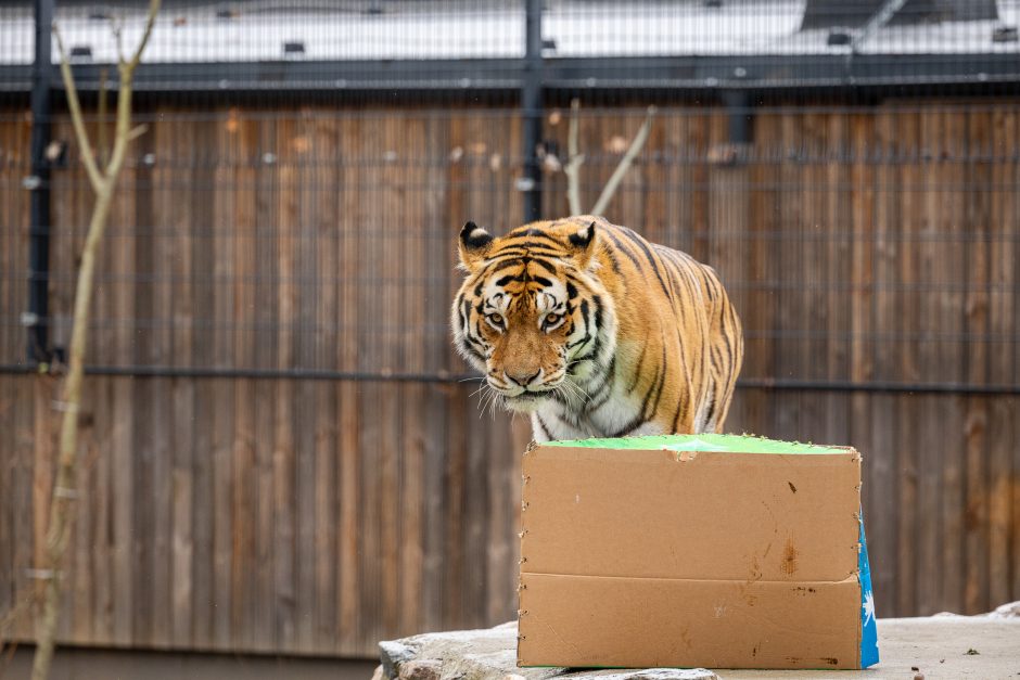 Lietuvos zoologijos sodas pasipuošė Kalėdoms: dovanų sulaukė ir gyvūnai