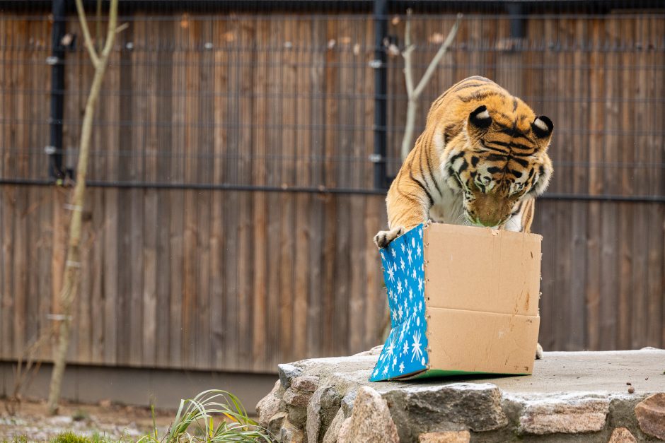 Lietuvos zoologijos sodas pasipuošė Kalėdoms: dovanų sulaukė ir gyvūnai