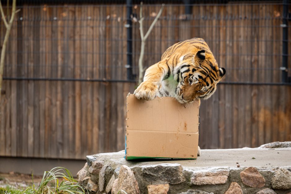 Lietuvos zoologijos sodas pasipuošė Kalėdoms: dovanų sulaukė ir gyvūnai