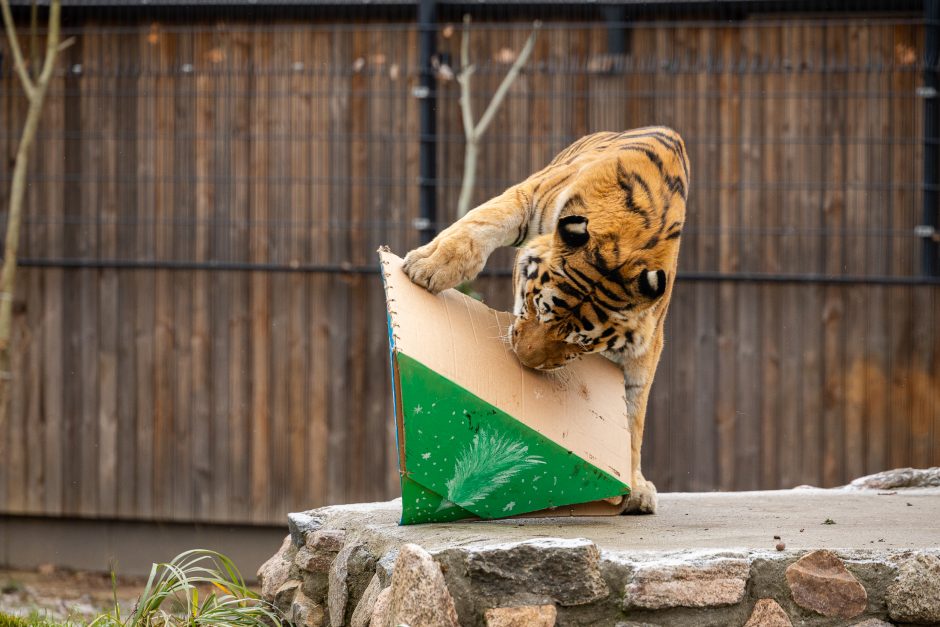 Lietuvos zoologijos sodas pasipuošė Kalėdoms: dovanų sulaukė ir gyvūnai