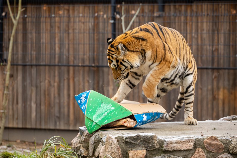 Lietuvos zoologijos sodas pasipuošė Kalėdoms: dovanų sulaukė ir gyvūnai