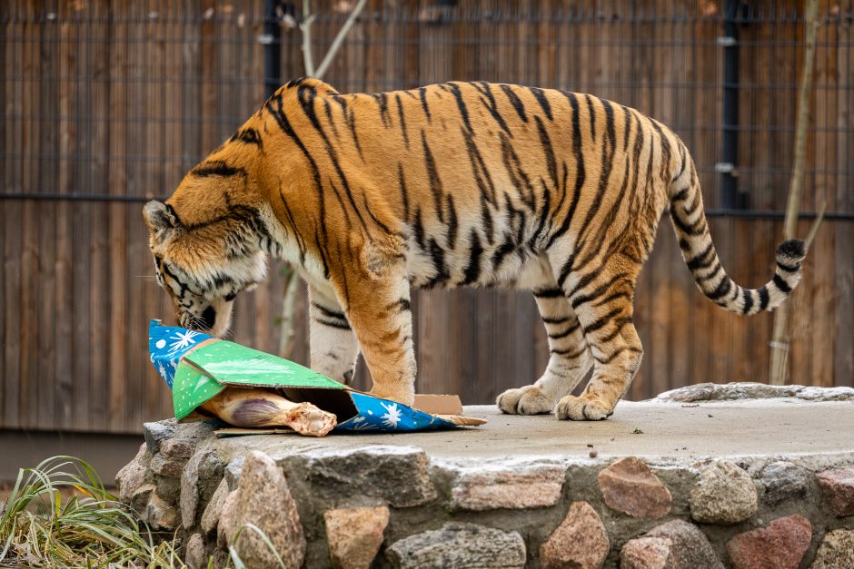 Lietuvos zoologijos sodas pasipuošė Kalėdoms: dovanų sulaukė ir gyvūnai