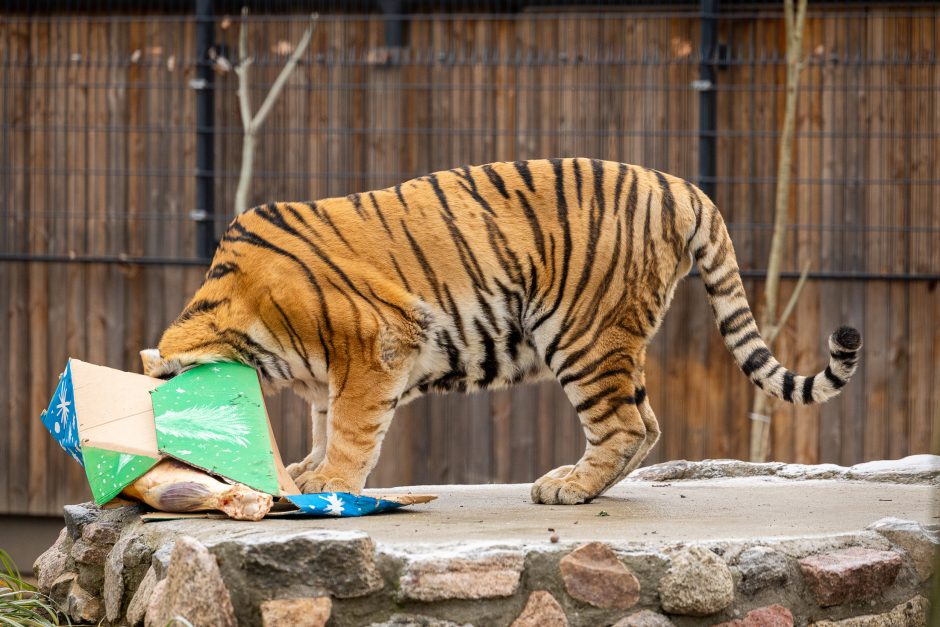 Lietuvos zoologijos sodas pasipuošė Kalėdoms: dovanų sulaukė ir gyvūnai