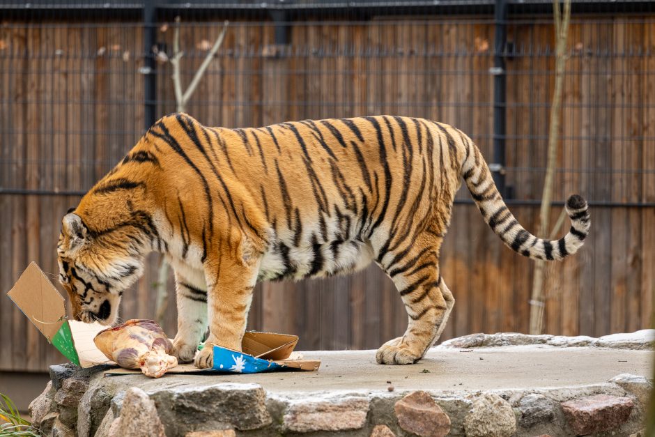 Lietuvos zoologijos sodas pasipuošė Kalėdoms: dovanų sulaukė ir gyvūnai