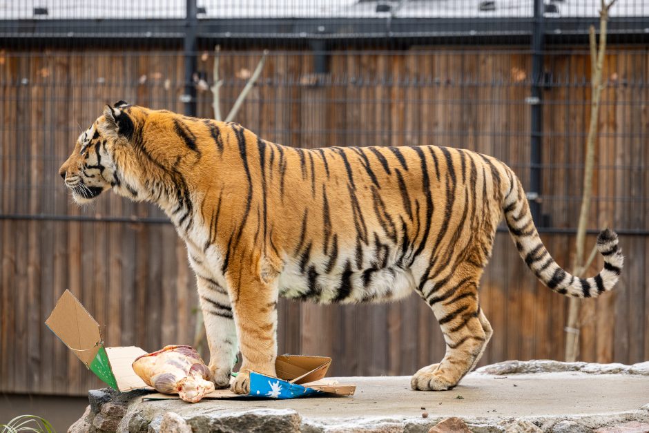 Lietuvos zoologijos sodas pasipuošė Kalėdoms: dovanų sulaukė ir gyvūnai