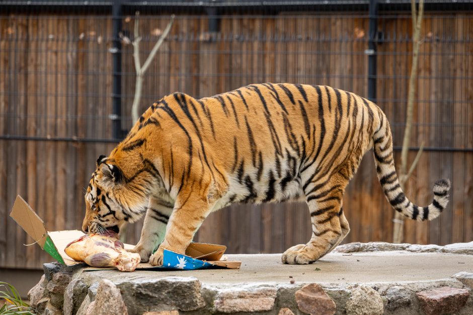 Lietuvos zoologijos sodas pasipuošė Kalėdoms: dovanų sulaukė ir gyvūnai