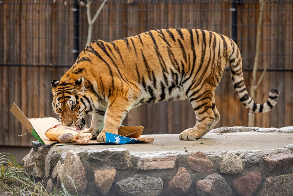 Lietuvos zoologijos sodas pasipuošė Kalėdoms: dovanų sulaukė ir gyvūnai