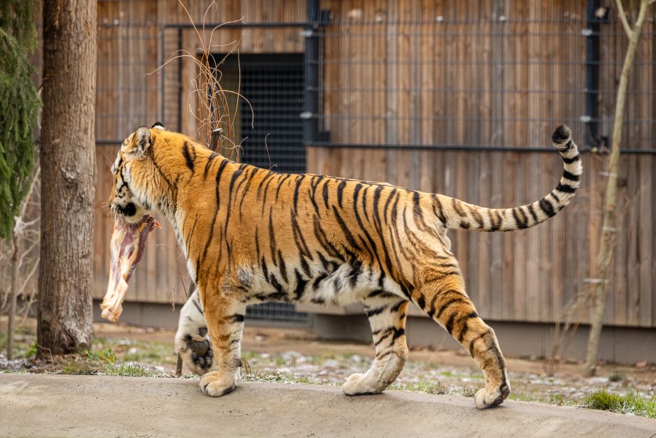 Lietuvos zoologijos sodas pasipuošė Kalėdoms: dovanų sulaukė ir gyvūnai