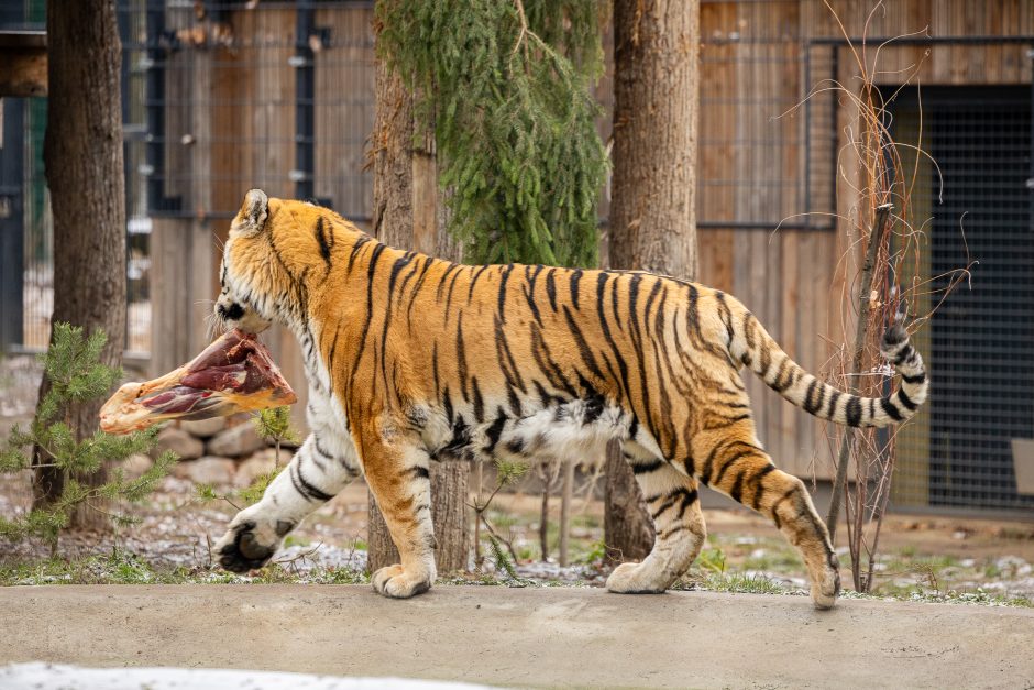 Lietuvos zoologijos sodas pasipuošė Kalėdoms: dovanų sulaukė ir gyvūnai