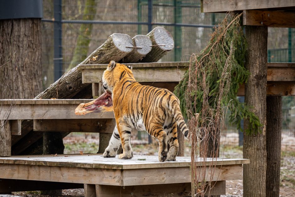 Lietuvos zoologijos sodas pasipuošė Kalėdoms: dovanų sulaukė ir gyvūnai