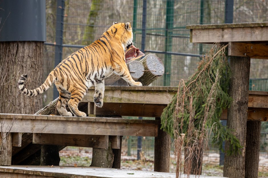 Lietuvos zoologijos sodas pasipuošė Kalėdoms: dovanų sulaukė ir gyvūnai