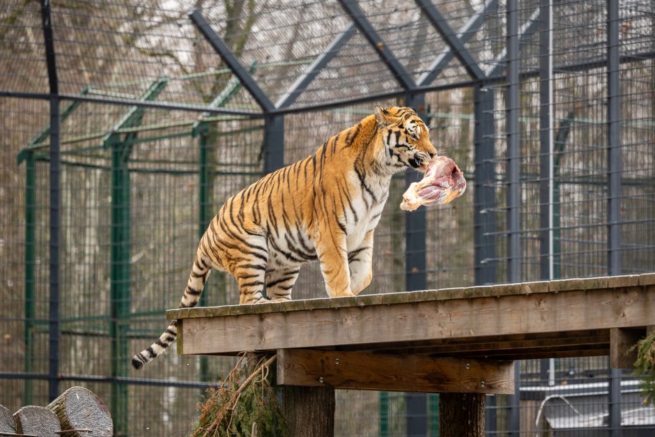 Lietuvos zoologijos sodas pasipuošė Kalėdoms: dovanų sulaukė ir gyvūnai