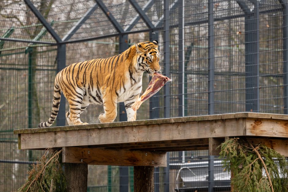 Lietuvos zoologijos sodas pasipuošė Kalėdoms: dovanų sulaukė ir gyvūnai