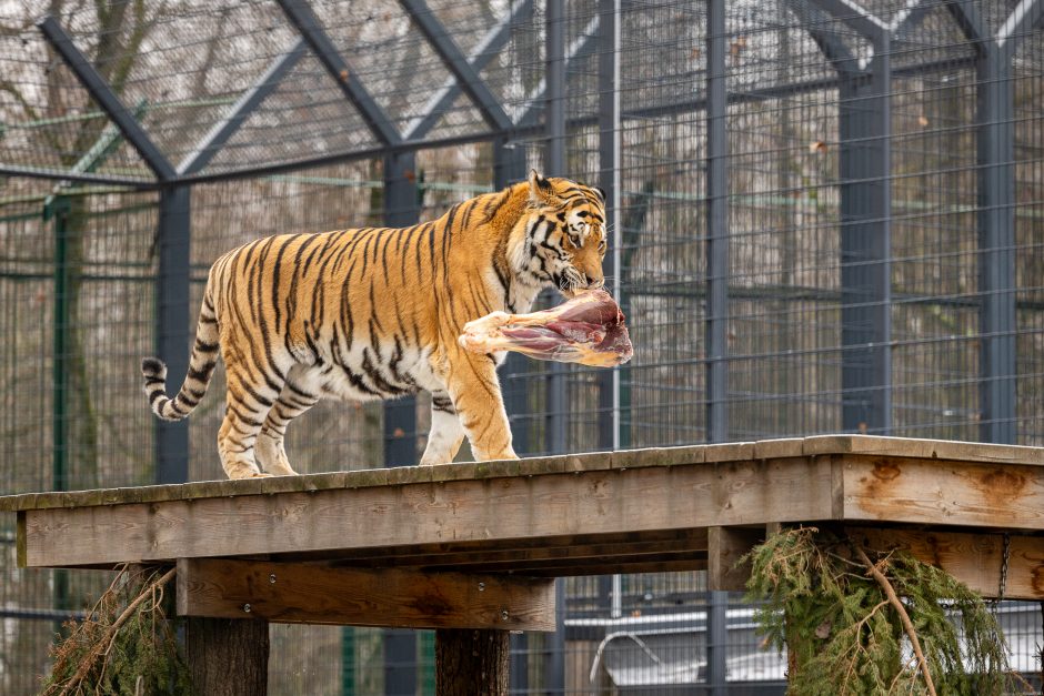 Lietuvos zoologijos sodas pasipuošė Kalėdoms: dovanų sulaukė ir gyvūnai