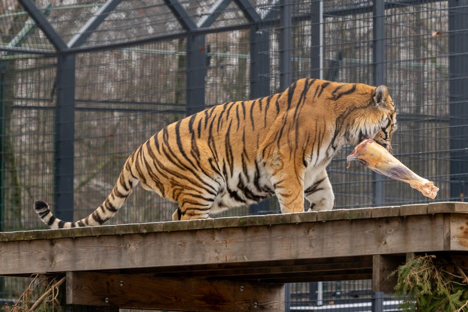 Lietuvos zoologijos sodas pasipuošė Kalėdoms: dovanų sulaukė ir gyvūnai