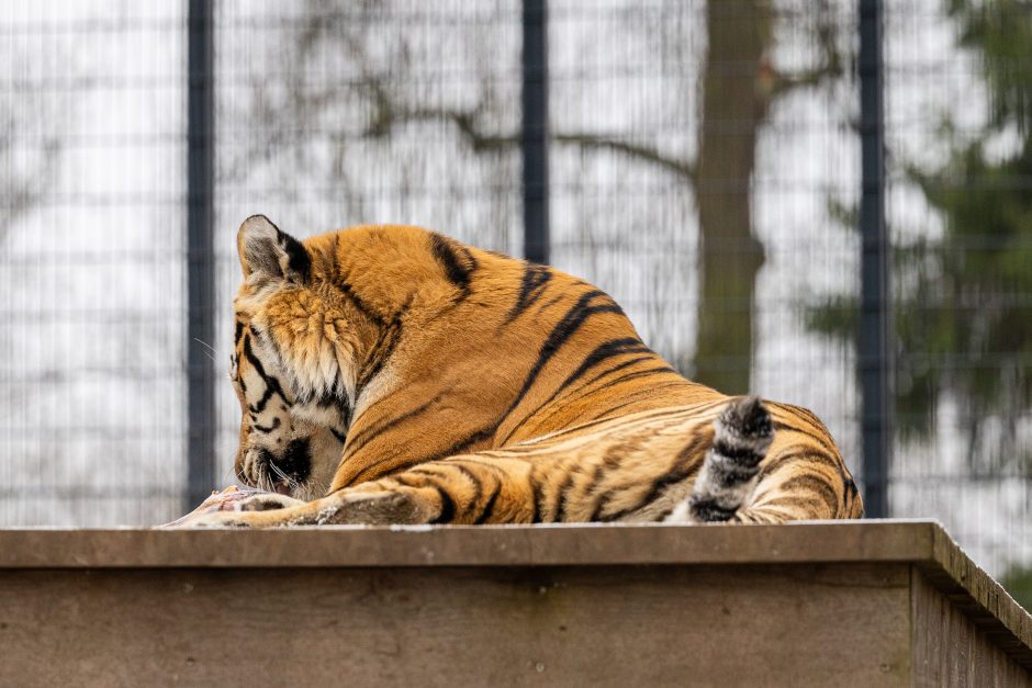 Lietuvos zoologijos sodas pasipuošė Kalėdoms: dovanų sulaukė ir gyvūnai