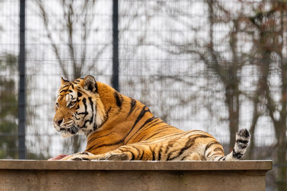 Lietuvos zoologijos sodas pasipuošė Kalėdoms: dovanų sulaukė ir gyvūnai