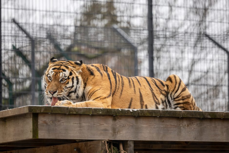 Lietuvos zoologijos sodas pasipuošė Kalėdoms: dovanų sulaukė ir gyvūnai