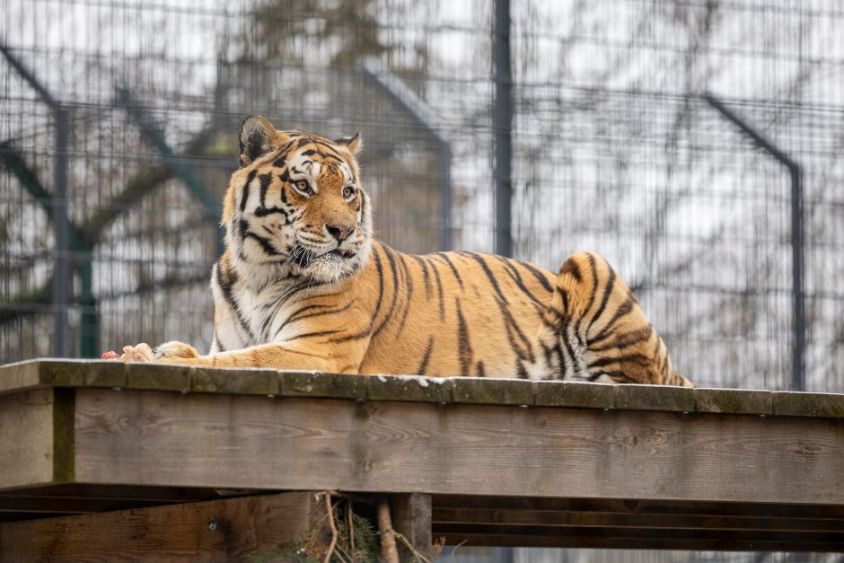 Lietuvos zoologijos sodas pasipuošė Kalėdoms: dovanų sulaukė ir gyvūnai