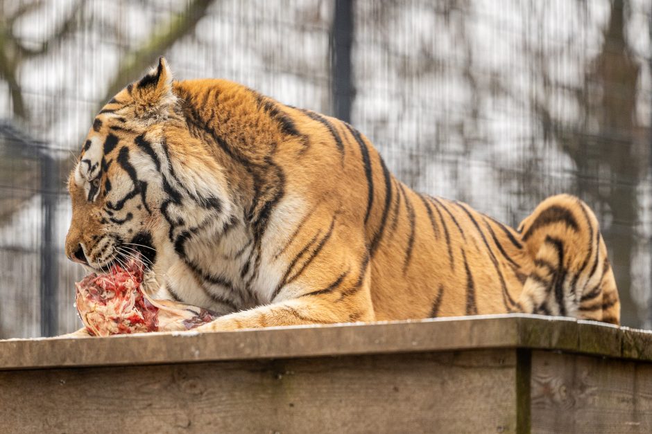 Lietuvos zoologijos sodas pasipuošė Kalėdoms: dovanų sulaukė ir gyvūnai