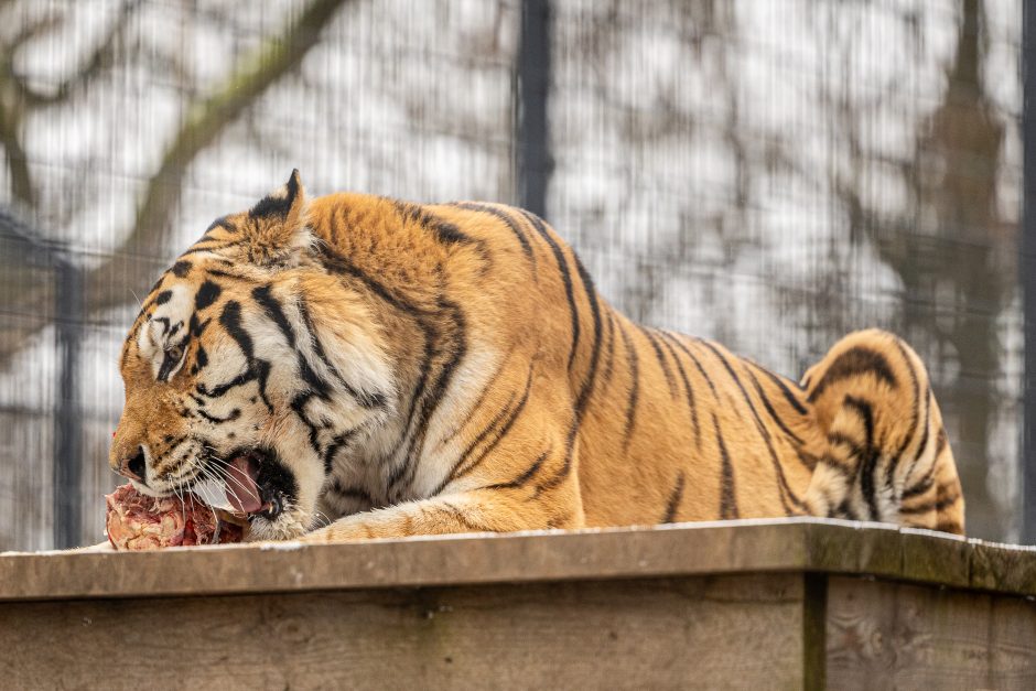 Lietuvos zoologijos sodas pasipuošė Kalėdoms: dovanų sulaukė ir gyvūnai